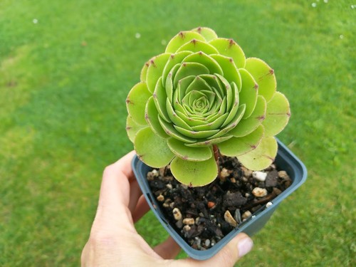 Aeonium green mage - green,