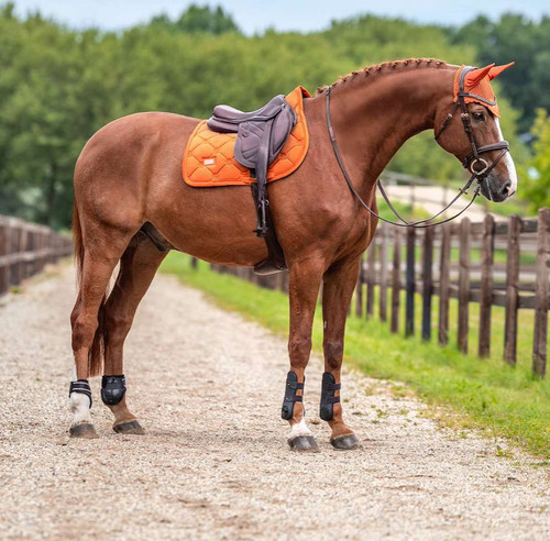 Equestrian stockholm chestnut - equestrian,