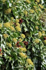 SAMEN  Schmetterlings Efeu -