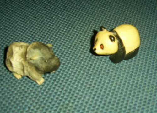 Meerschweinchen und tao - und,
