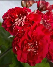 Pelargonie JungPFLANZE SIM