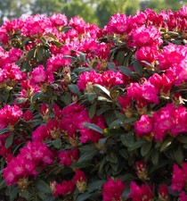 INKARHO - Großblumige