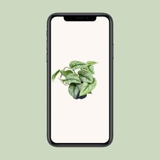 Scindapsus Pictus Trebie -