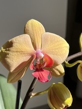 Große Orchidee Phalaenopsis