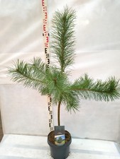 Pinus sylvestris 110–140 cm