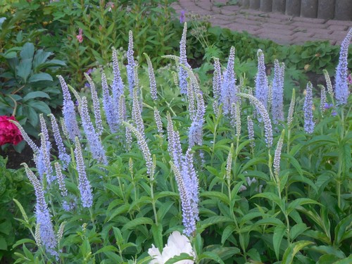 Pflanze/Blume/Staude