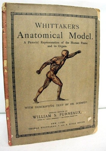 Whittaker anatomical model - anatomical,
