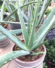 ECHTE ALOE VERA Zimmerpflanze