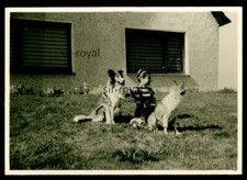 Two Collie Dogs with Woman on