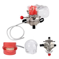 Dental Zahnmodell Zahnmedizin