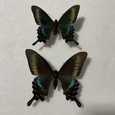Entomologie*Papilio