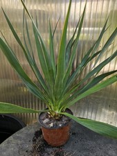 🌴Yucca gloriosa 50cm