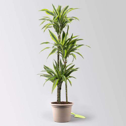 Duftender drachenbaum lemon - duftender,