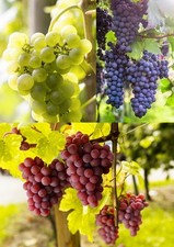 3er Set Weintrauben Pflanzen rosa hell blau Weinreben kernarm winterhart