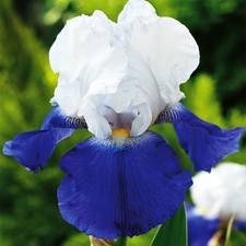 Iris Rhizom Staude Blüten