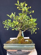 Pfaffenhütchen Bonsai Prebonsai Rohling Rohware 132