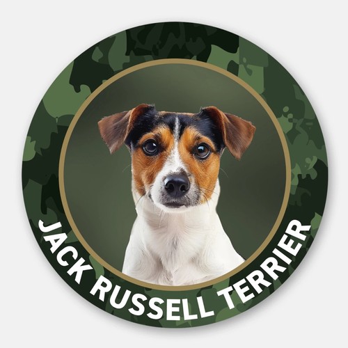 Jack russell terrier auto - jack,