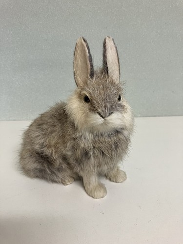 Alter kleiner hase - alter,
