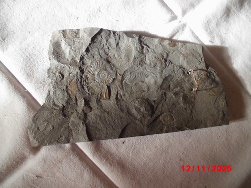 Fossil schiefer ammonit - fossil,