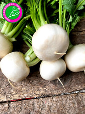 Mairübe schneeball - schneeball, 🌱
