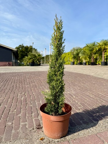Tropictrees italienische - tropictrees,