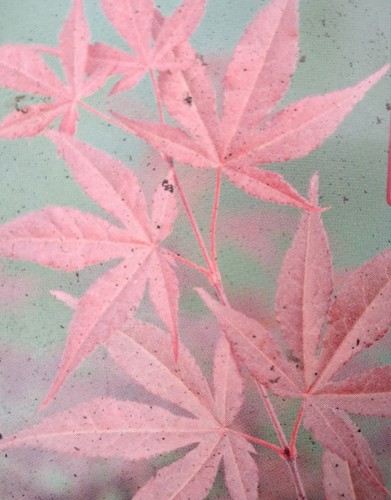 Ahorn acer palmatum - ahorn,,