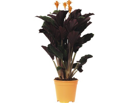 Korbmarante floraself calathea - korbmarante,