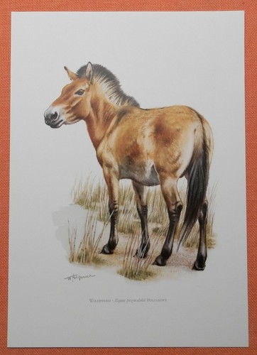 Przewalski pferd equus ferus - equus,