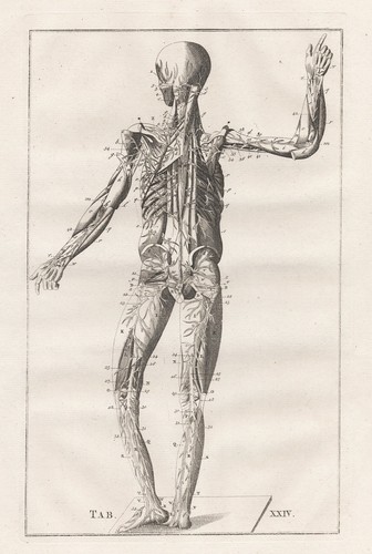 Menschliches skelett muscles - menschliches,