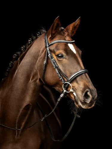 Kieffer trensenzaum - kieffer,