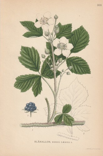 Kratzbeere - , caesius)