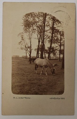 Hamborn pferde auf weide - ak,