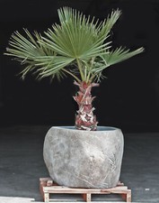 Pflanzkübel xxl Blumenkübel