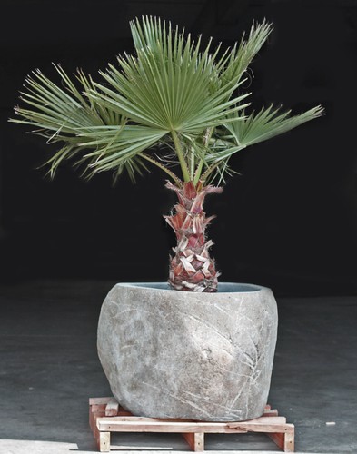 Pflanzkübel xxl blumenkübel - xxl,
