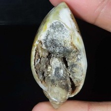 Natürlich Fossil Schnecke