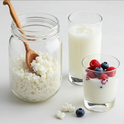 Milchkefir kefirknollen - milchkefir,,