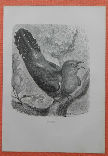 Kuckuck cuculus canorus - kuckuck,