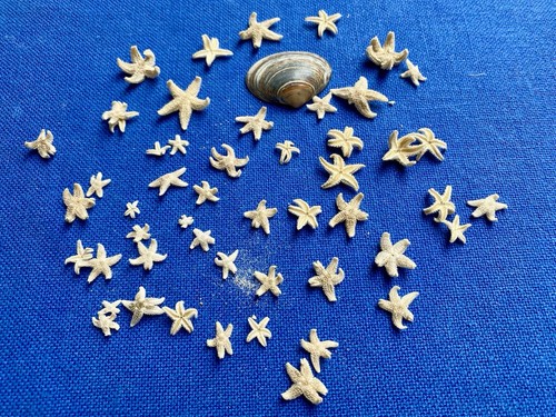 Muschel und unzählige kleine