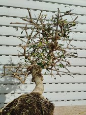 pre Bonsai Fraxinus Esche