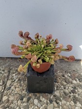 Sarracenia psittacina, Schlauchpflanze, fleischfressende Pflanze 