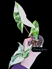 Syngonium Albo Variegated