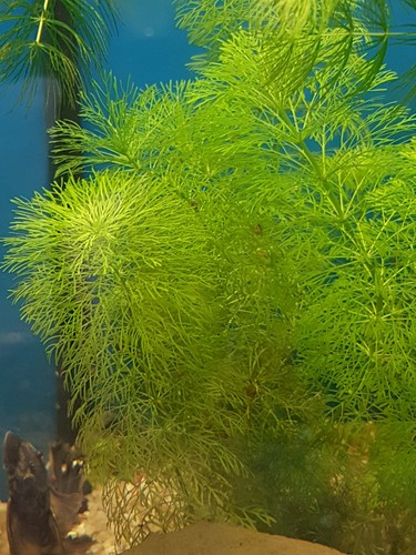 Aquarium pflanze ambulia - aquarium,