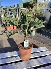 Trachycarpus wagnerianus