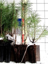 Pinus sylvestris  /  heimische