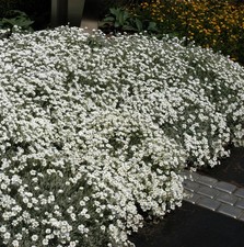 Filziges hornkraut cerastium - hornkraut,