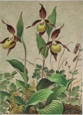 FRANZ MURR ~ Frauenschuh ~