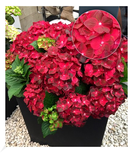 Freiland hortensie ruby - freiland-hortensie, "ruby