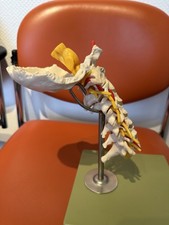 Somso Modell Obere Halswirbelsäure Mit Okziput