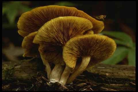 208036 omphalotus olearius - omphalotus,