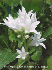 1 weiße Knäuelglockenblume